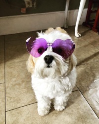 Dr. Talia  Crain